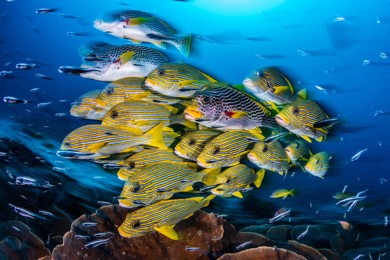 Wide-Angle1_Nicholas_More_A-blur-of-Sweetlips-800x534.jpg