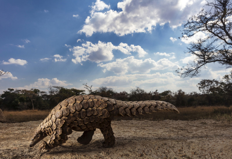 5997_20391_BrentStirton_SouthAfrica_Professional_NaturalWorldWildlife_2020-800x551.jpg