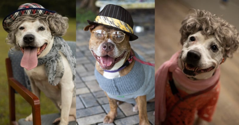 Animal-Shelter-Photographs-Older-Dogs-Dressed-as-Senior-Citizens-to-Encourage-Adoption-800x420.jpg