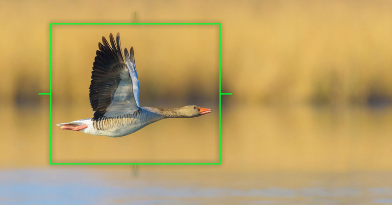 Olympus-Adds-Bird-Detection-Autofocus-and-RAW-Video-to-OM-D-E-M1X-800x420.jpg