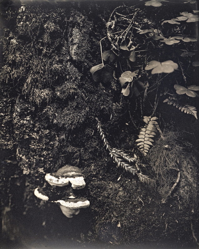 Redwoods_2020_Daguerreotype_Anton_Photo_Palace_12-637x800.jpg