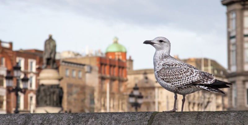 Composition-Let-the-Background-Provide-Context-Seagull-800x403.jpg