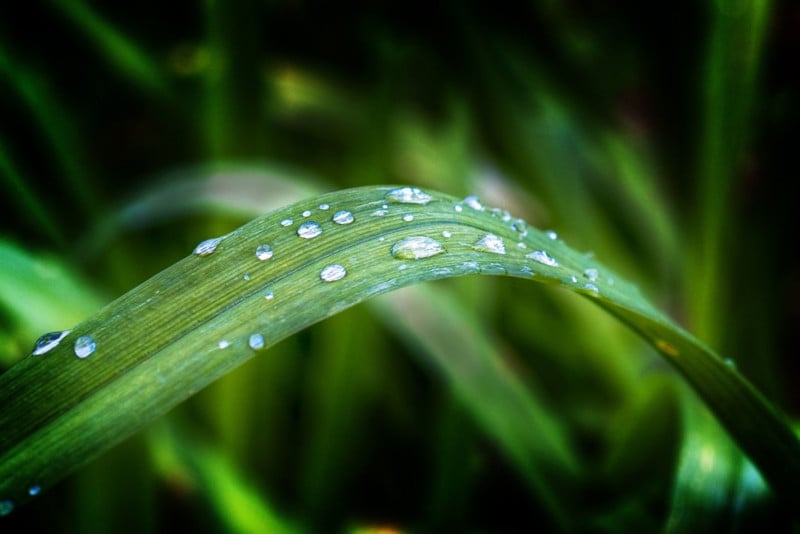 Composition-Simplicity-Water-Droplets-on-a-Leaf-800x534.jpg