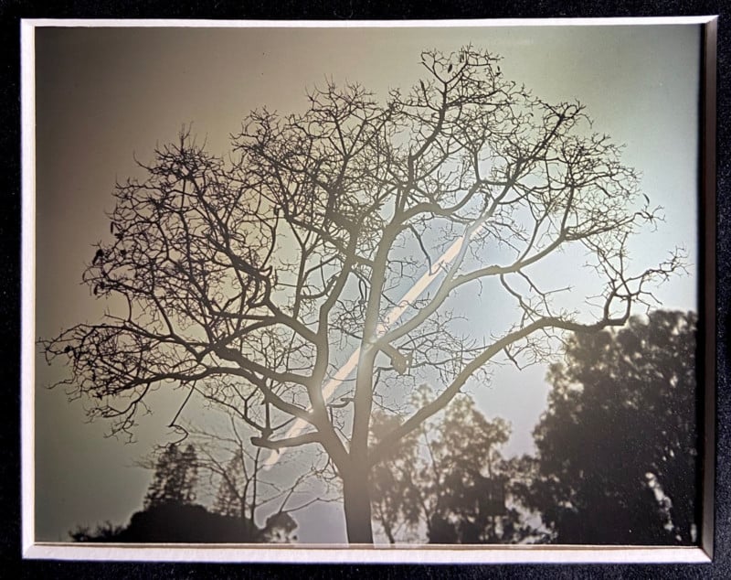 Sun_To_Tree_4x5_Daguereotype_Anton_Photo_Palace_1_1-800x634.jpg