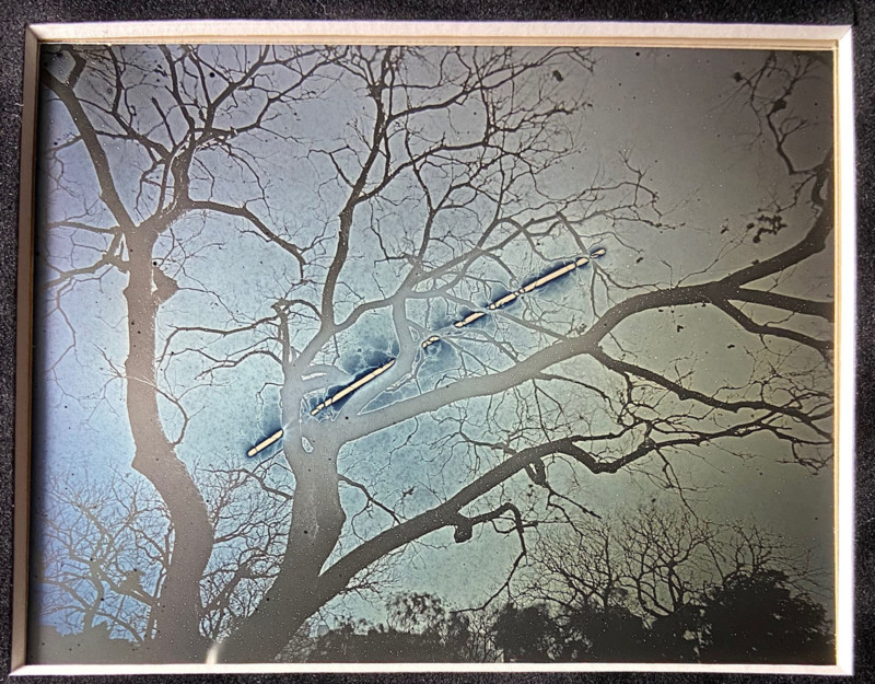 Sun_To_Tree_4x5_Daguereotype_Anton_Photo_Palace_5_1-800x625.jpg