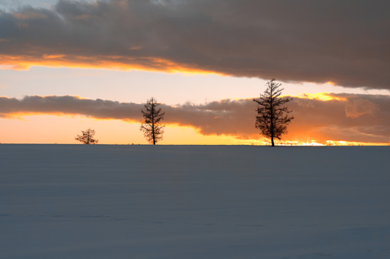 Three-Trees-800x532.jpg