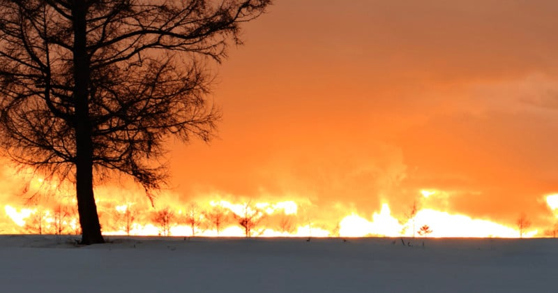 Three-Trees-CROP-800x420.jpg