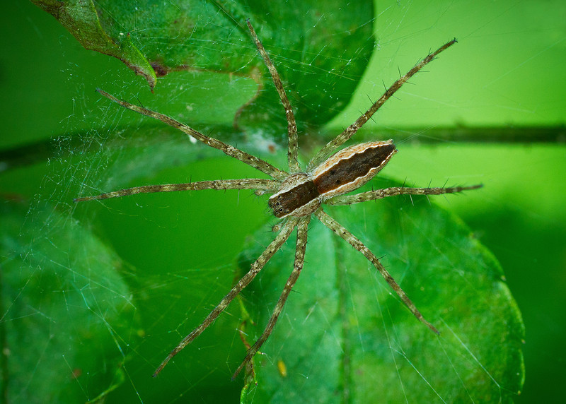 Nursery-web-spider-8132-L.jpg