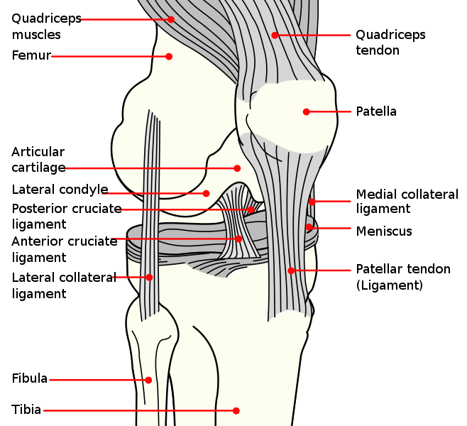 658px-Knee_diagram.svg.png