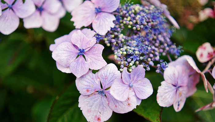 Tiny But Mighty: A Review of the Samyang AF 35mm f/1.8 FE Lens for Sony E Tiny But Mighty: A Review of the Samyang AF 35mm f/1.8 FE Lens for Sony E