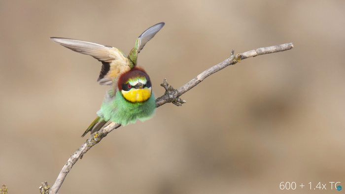 Should You Use a Teleconverter, or Just Crop the Image? Should You Use a Teleconverter, or Just Crop the Image?