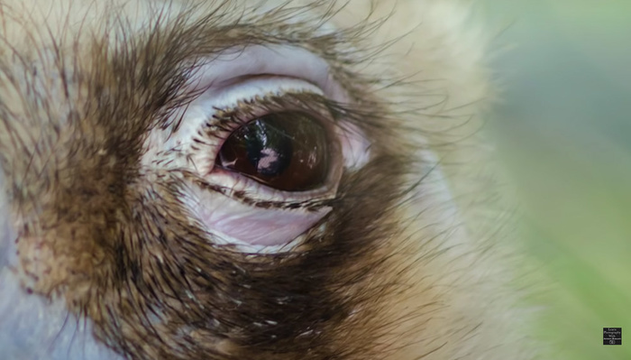Can AI Turn a Cheap Lens Into a More Expensive One? Can AI Turn a Cheap Lens Into a More Expensive One?