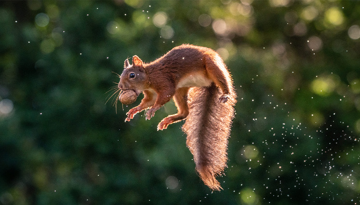 Wildlife Photographer Brings Joy by Documenting Jumping Squirrels Wildlife Photographer Brings Joy by Documenting Jumping Squirrels