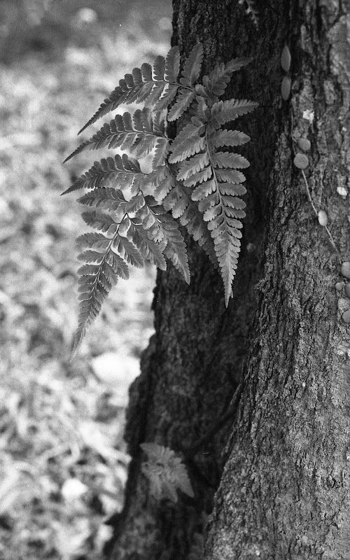 Scan-110904-0025.jpg