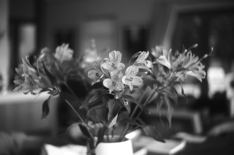 50mm-f1.9-Meyer-Primoplan-Leica-M39-lens-photo-example-800x533.jpg