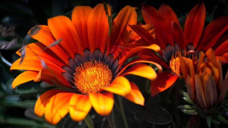 5f1085174632e-800x450.jpeg