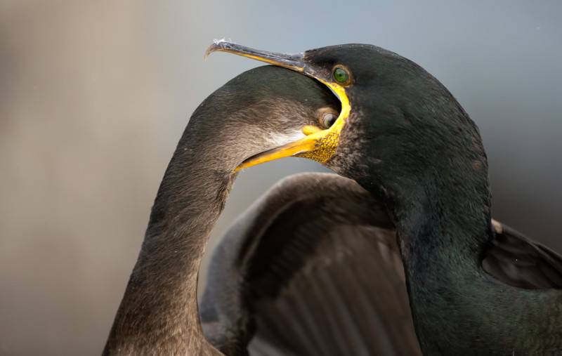 BPOTY-2021-Finalists-2-800x507.jpg