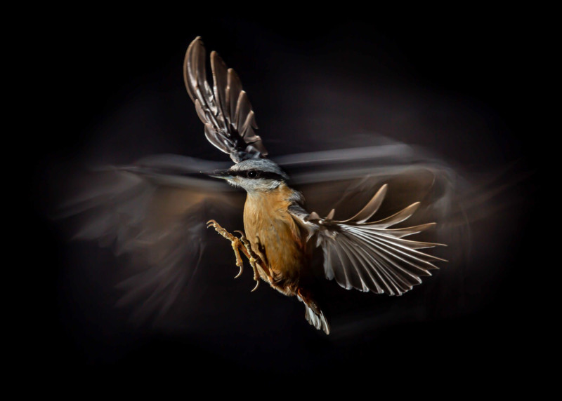 BPOTY-2021-Finalists-25-800x572.jpg