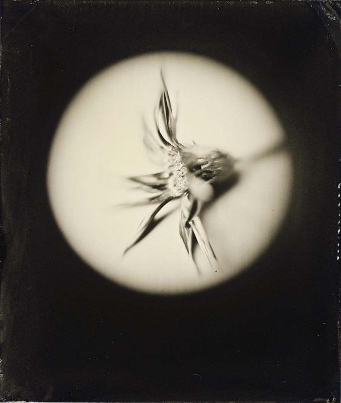 2_Flower_Laverne_Anthony_Photo_Palace_Anton_Orlov_Brass_Focusing_Loupe_Tintype-677x800.jpg