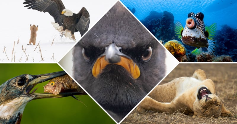 Best-Entries-So-Far-From-the-2021-Comedy-Wildlife-Photography-Awards-800x420.jpg