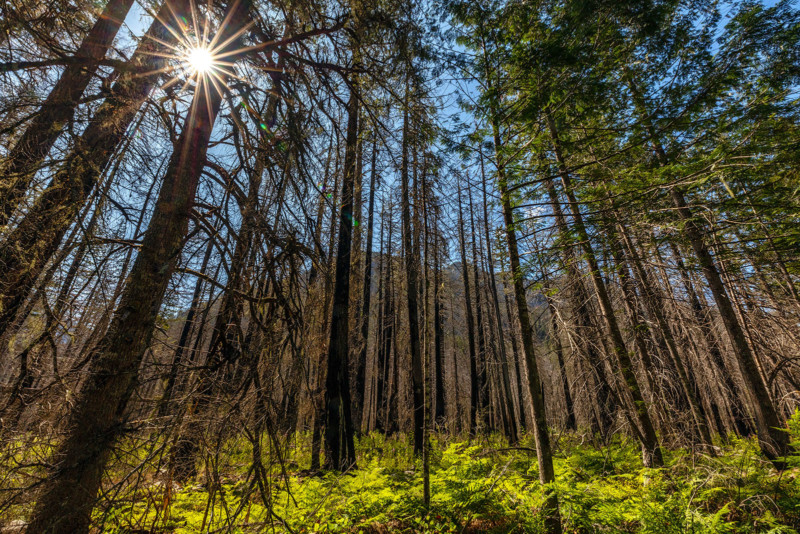 NOCA_RebeccaLatson-9219_Sunstar-Through-The-Trees-800x534.jpg