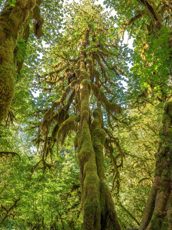 OLYM_RebeccaLatson-3561-2_A-Tall-Mossy-Tree-600x800.jpg