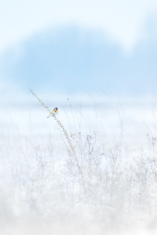wildart-photographer-awards-competition-space-petapixel-Tamas-Koncz-Bisztricz-533x800.jpg