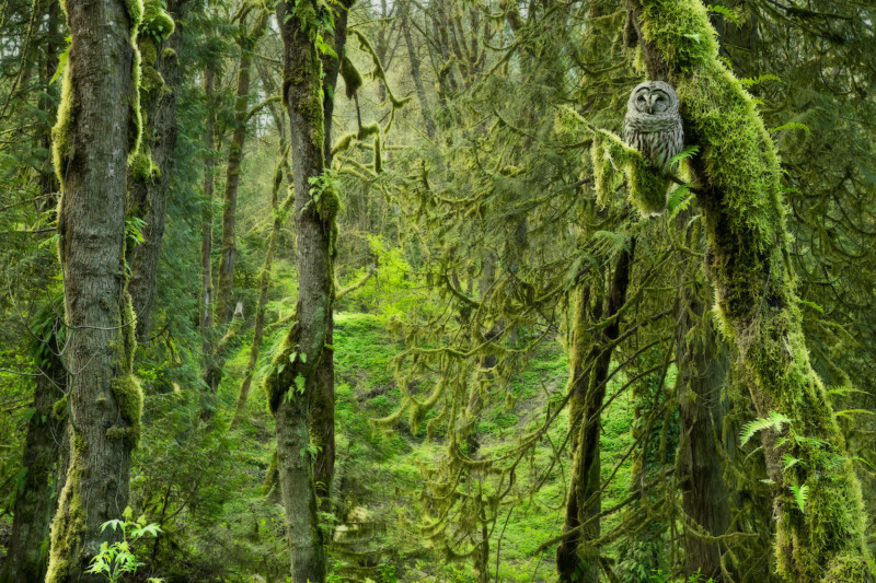 wildart-photographer-awards-competition-space-petapixel-adam-stunkel-800x533.jpg