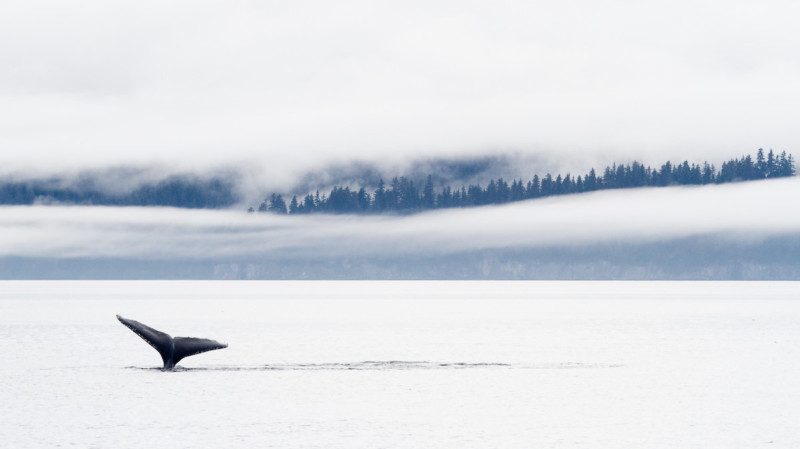 wildart-photographer-awards-competition-space-petapixel-duncan-armour-800x449.jpg
