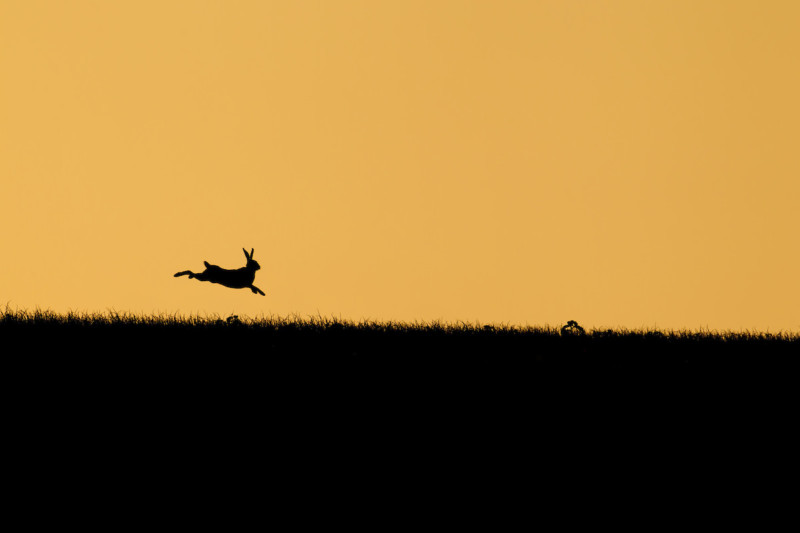 wildart-photographer-awards-competition-space-petapixel-kevin-sawford-800x533.jpg