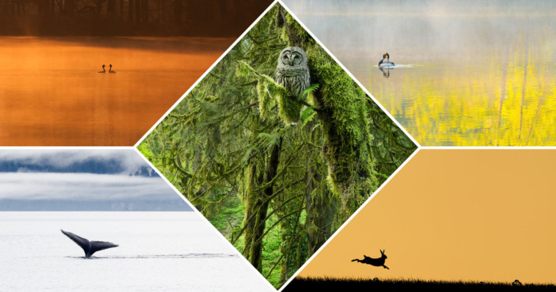 wildart-photography-award-competition-petapixel-space-800x420.jpg