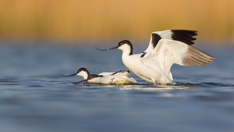 wildart-photographer-of-the-year-petapixel-12-1-800x450.jpg