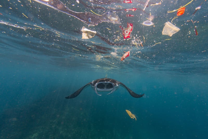 manta_ray_plastic_soup_vincent_kneefel_the_netherlands-800x534.jpg