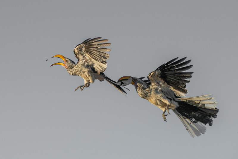 web-BIRDSINFLIGHT-Bronze-HannesLochner-800x533.jpg