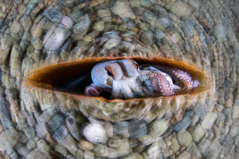 ©-Alessandro-Grasso-Circular-Octopus-CUPOTY-03-Underwater-1st-800x534.jpg