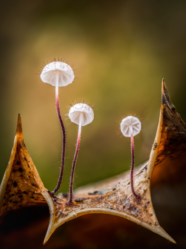 ©-Barry-Webb-Holly-Parachutes-CUPOTY03-Plants-1st-600x800.jpg