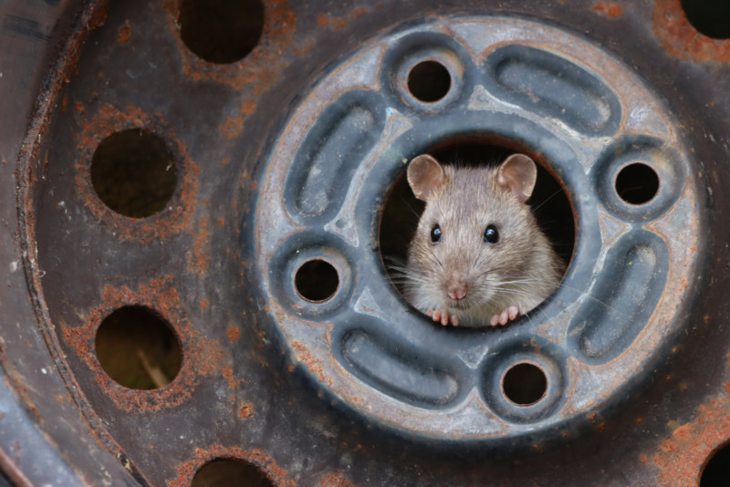 ©-Ezra-Boulton-Rat-in-Tyre-Hub-CUPOTY03-Young-1st-800x534.jpg