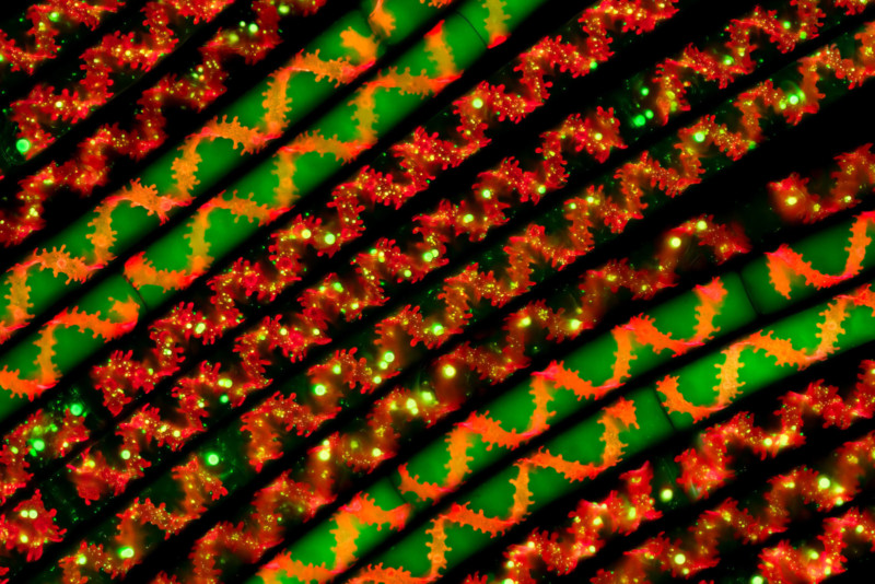 ©-Hakan-Kvarnstrom-Spiral-Beauty-CUPOTY03-Micro-1st-800x534.jpg