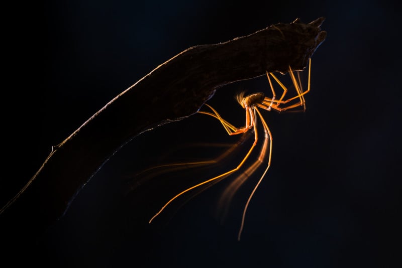 ©-Juan-Ahumada-Dancing-in-the-Dark-CUPOTY03-Animals-1st-1-800x534.jpg