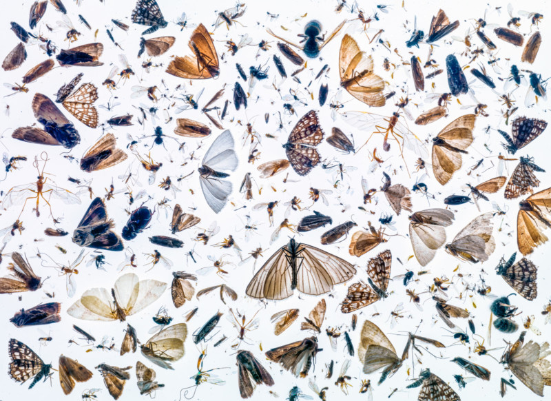 ©-Pal-Hermansen-Insect-diversity-CUPOTY03-Insects-1st-800x582.jpg