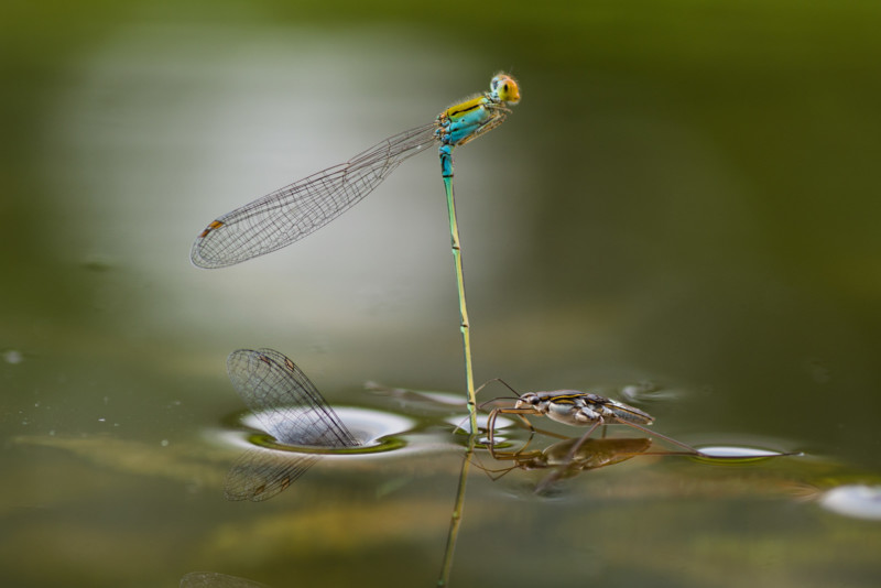 ©-Ripan-Biswas-Mating-Underwater-CUPOTY03-Butterflies-1st-800x534.jpg