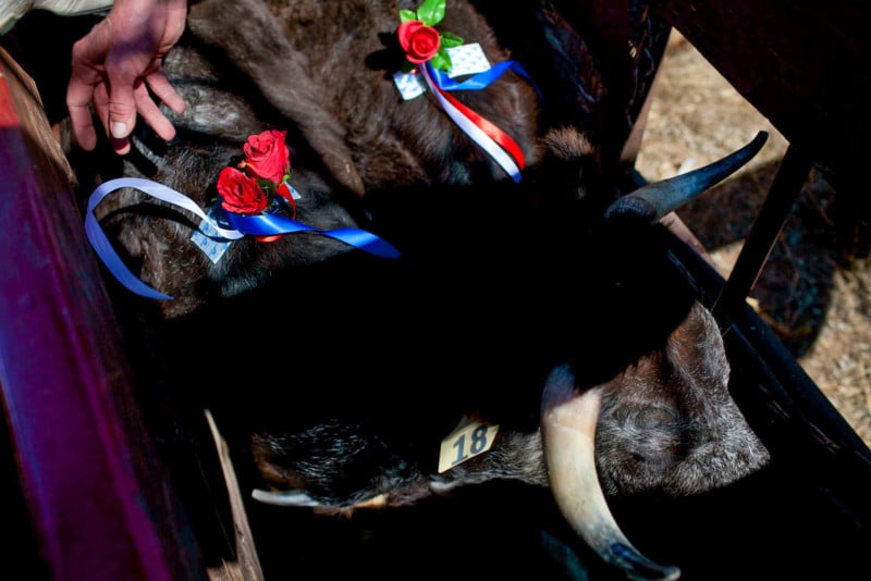David Renk attaches flowers to the back of the bulls before a fight February 13, 2011. To be considered a successful fight, the matador(a) must pull the flower from the back of the bull to symbolize a clean kill.