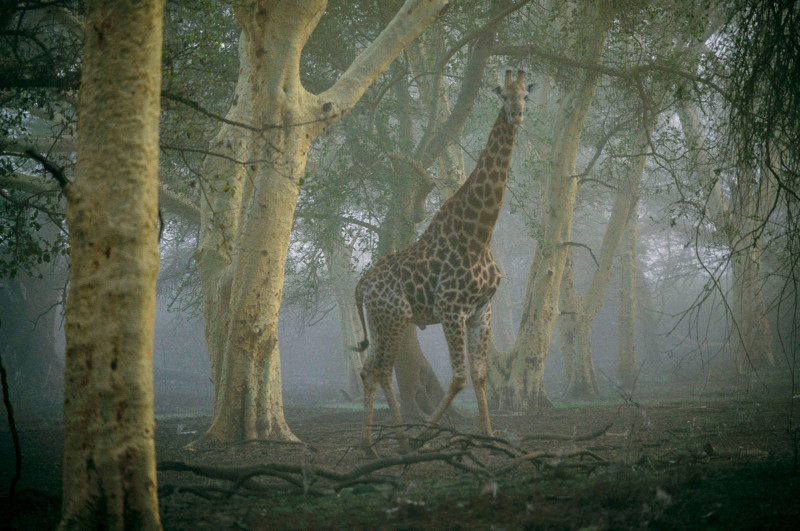 QC/Retouched by CWL very grainy image QC/Retouched by CWL very grainy image