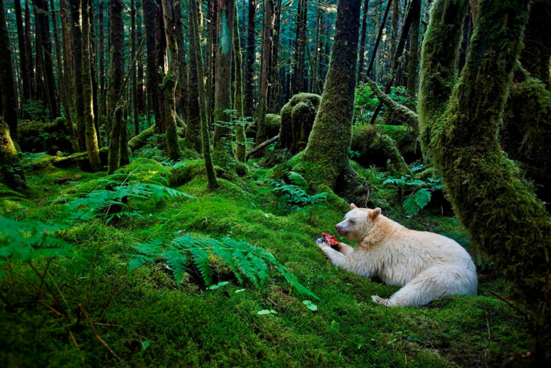 A Kermode bear eats a fish in a moss-draped rain forest. A Kermode bear eats a fish in a moss-draped rain forest.