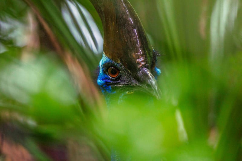 A cassowary peers through foliage in northeast Queensland, Australia. A cassowary peers through foliage in northeast Queensland, Australia.