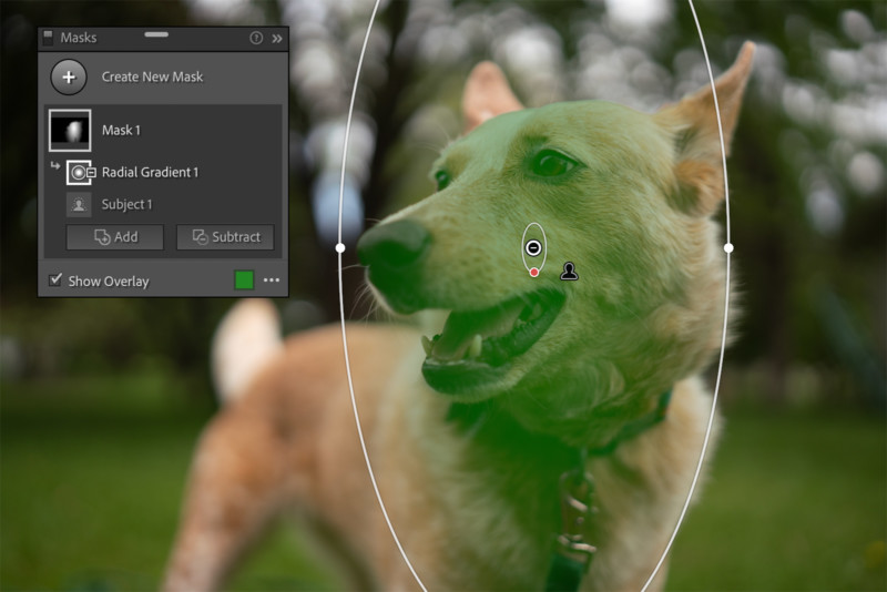 dog-2-intersect-radial-adobe-lightroom-masking-800x534.jpg