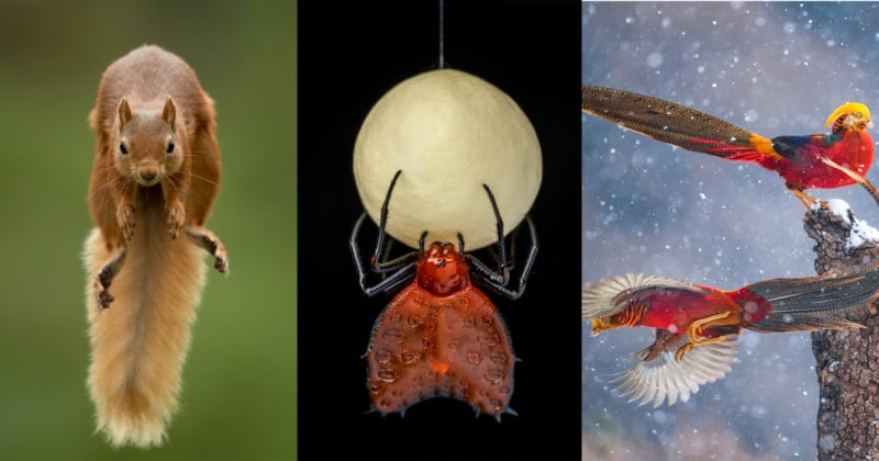 Nominees for the People's Choice Award Wildlife Photographer of the Year 2021 Nominees for the People's Choice Award Wildlife Photographer of the Year 2021