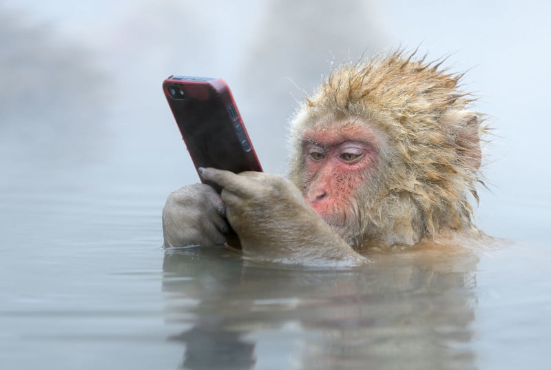This young Japanese macaque (Macaca fuscata) stole the iPhone of a tourist that wanted to take a closeup shot. Photographed at Jigokudani, Japan. This image was the Public’s Choice winner in the Wildlife Photographer of the Year. My most stolen image on the internet.