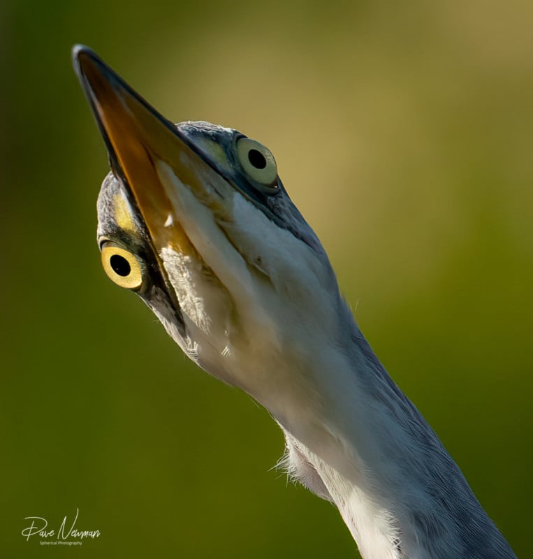 Dave Newman's wildlife photography Dave Newman's wildlife photography