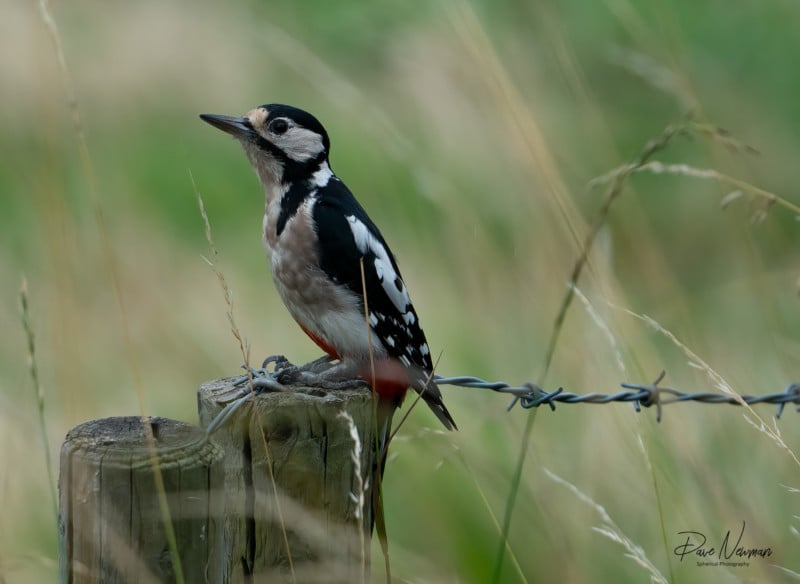 Dave Newman's wildlife photography Dave Newman's wildlife photography